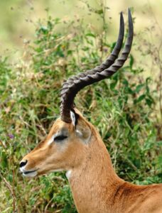Serengeti 