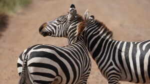 Serengeti 
