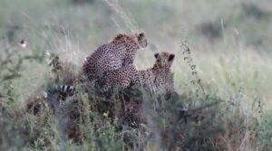 Serengeti 