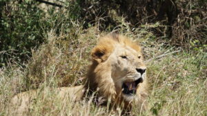 Serengeti 