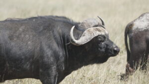 Serengeti 
