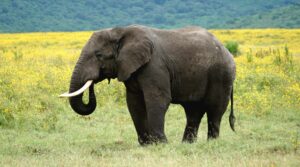 Serengeti 