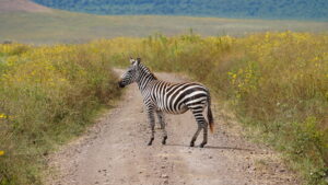 Serengeti 