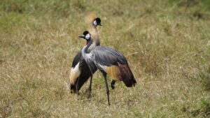 Serengeti 