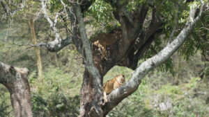 Serengeti 