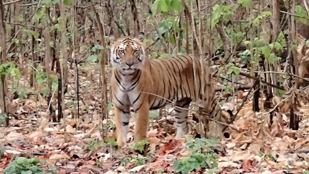 Jim Corbett