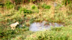 Jim Corbett