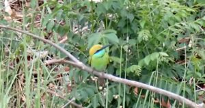 Jim Corbett