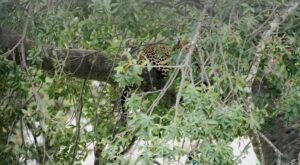 Serengeti Tarangire