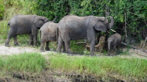 Serengeti