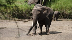 Serengeti