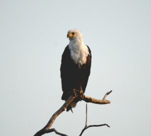 Uganda
