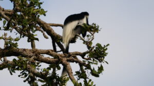 Uganda