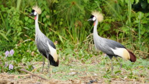 Uganda