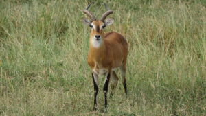 Uganda