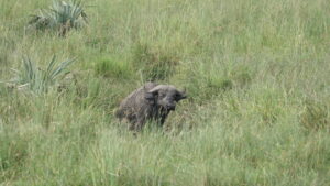 Uganda