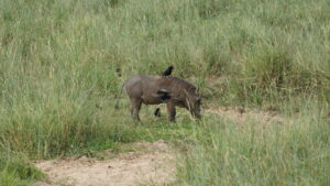Uganda