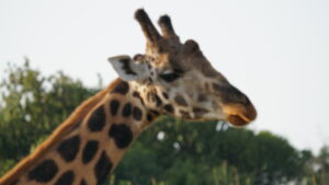 Uganda