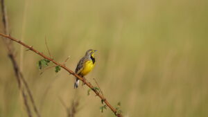 Uganda 