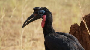 Uganda