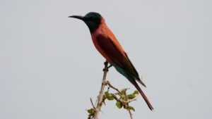 Uganda
