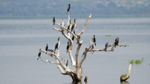 Uganda