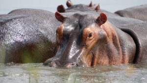 Uganda