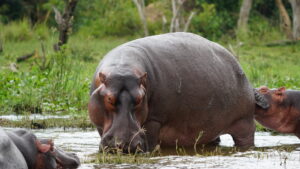 Uganda 