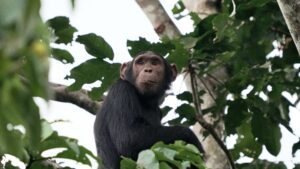 Uganda