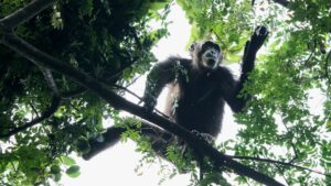 Uganda
