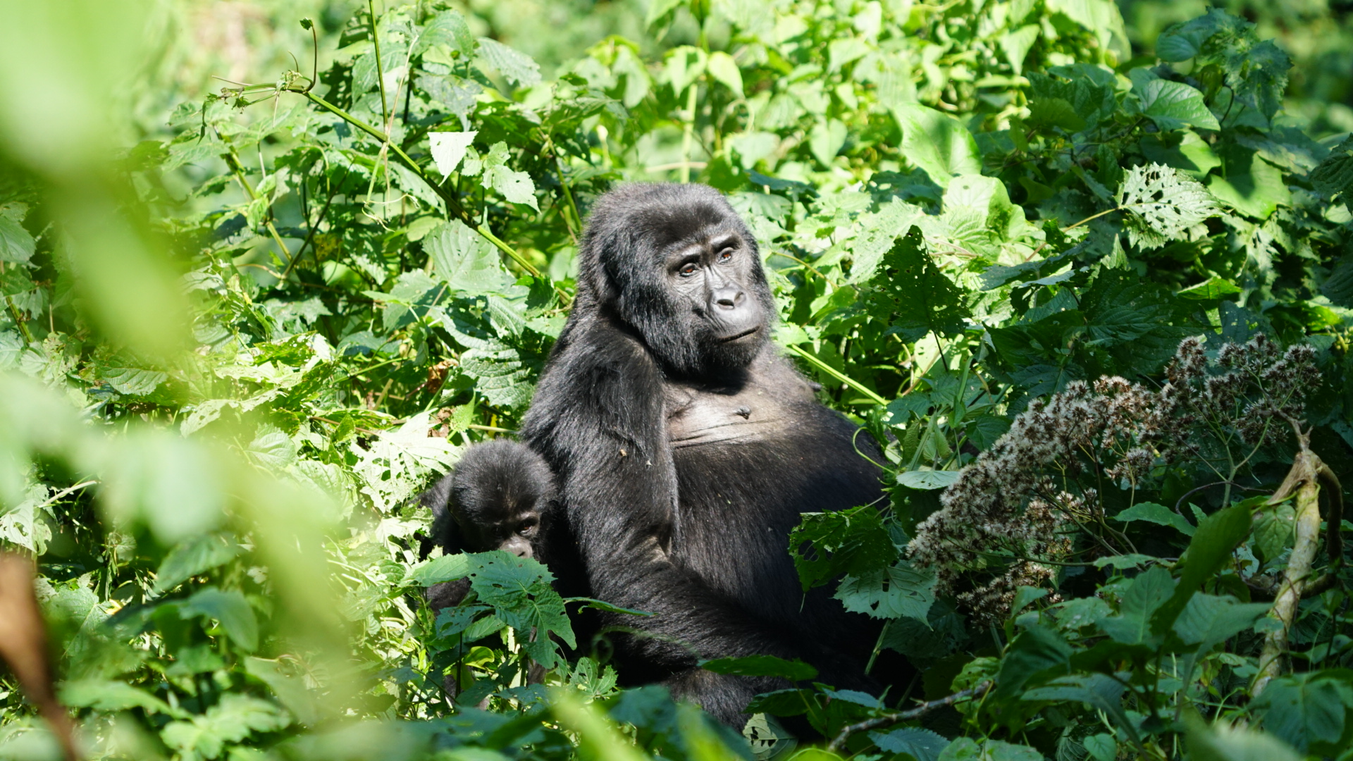 Uganda
