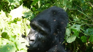 Uganda