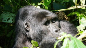 Uganda Gorilla