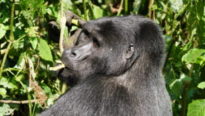 Uganda Gorilla