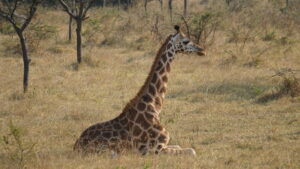 Uganda