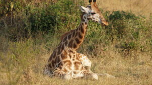 Uganda