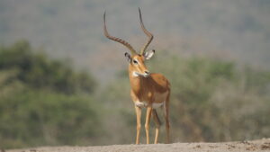 Uganda