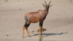 Uganda