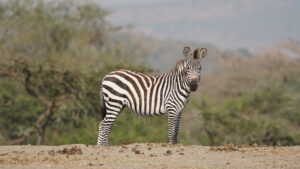 Uganda 