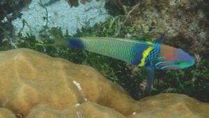 ৰৰল , ,Sansibarss yলল